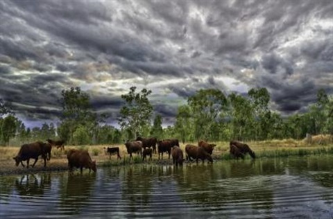 Cattle by the water