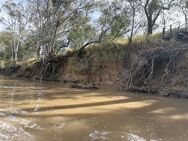 Macintyre-River-erosion-under-levee-bank