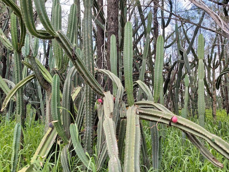 large infestation of willows cactus