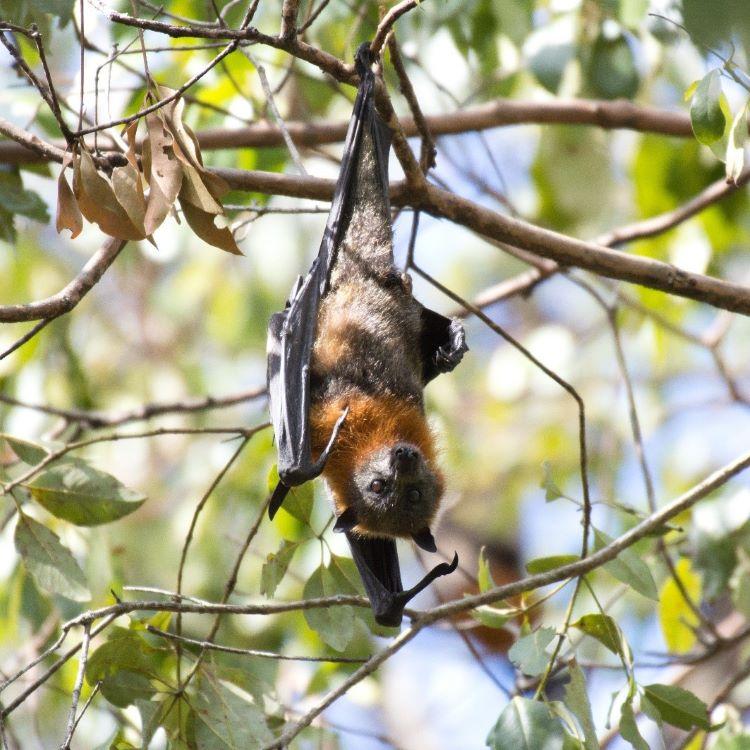 grey headed flying fox hanging upside down in a tree