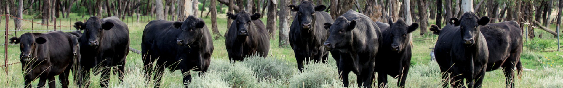 rural services website banner angus cattle