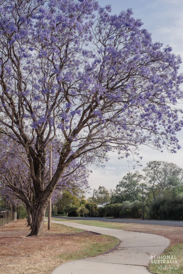 Blooming Jacaranda Tree Goondiwindi - Rachel Walker