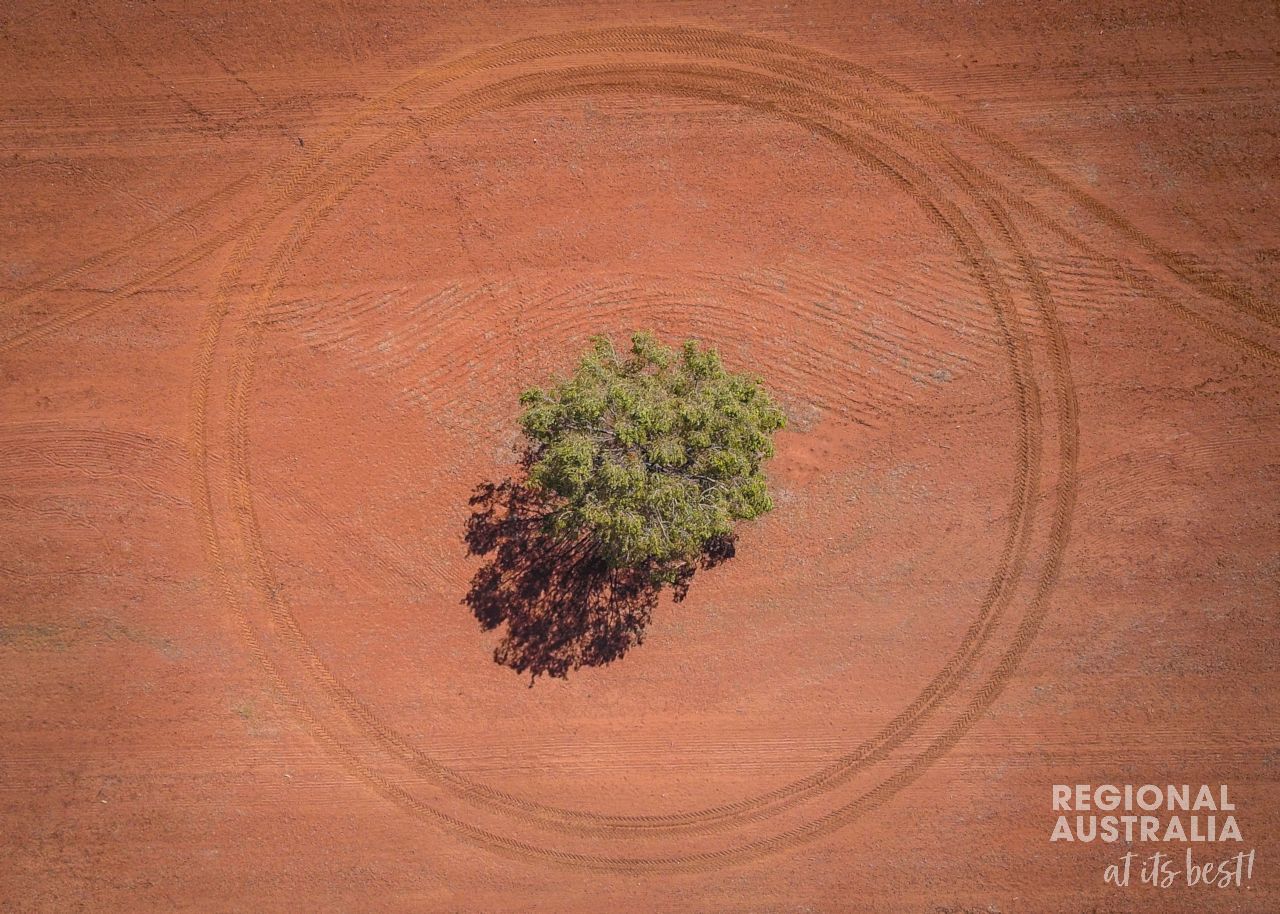 Weengallon  - Outback - tree in the middle with circled by tire tracks - Tim Bateup
